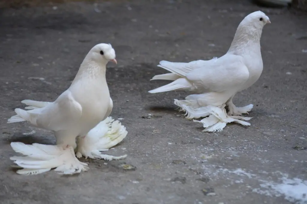 Paçalı Güvercin Nedir, Özellikleri Nelerdir? +Türleri, Fotoğrafları