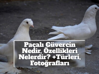 Paçalı Güvercin Nedir, Özellikleri Nelerdir? +Türleri, Fotoğrafları