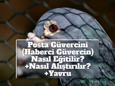 Posta Güvercini (Haberci Güvercin) Nasıl Eğitilir? +Nasıl Alıştırılır? +Yavru