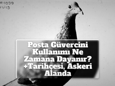 Posta Güvercini Kullanımı Ne Zamana Dayanır? +Tarihçesi, Askeri Alanda