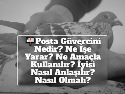 Posta Güvercini Nedir? Ne İşe Yarar? Ne Amaçla Kullanılır? İyisi Nasıl Anlaşılır? Nasıl Olmalı?