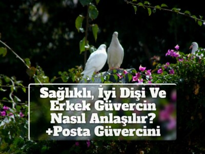 Sağlıklı, İyi Dişi Ve Erkek Güvercin Nasıl Anlaşılır? +Posta Güvercini