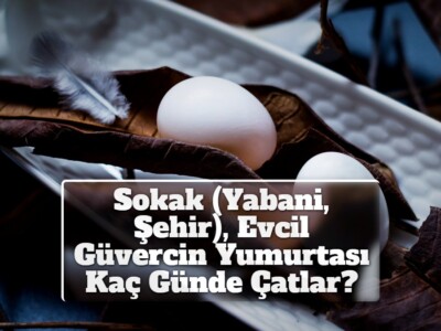 Sokak (Yabani, Şehir), Evcil Güvercin Yumurtası Kaç Günde Çatlar?