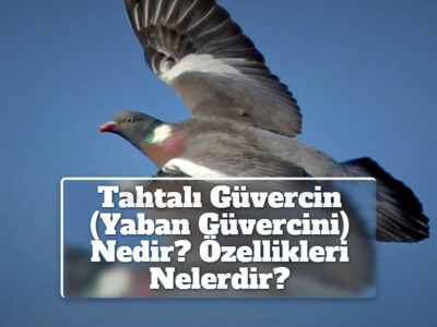 Tahtalı Güvercin (Yaban Güvercini) Nedir? Özellikleri Nelerdir? Nerede Bulunur? +Fotoğraflar