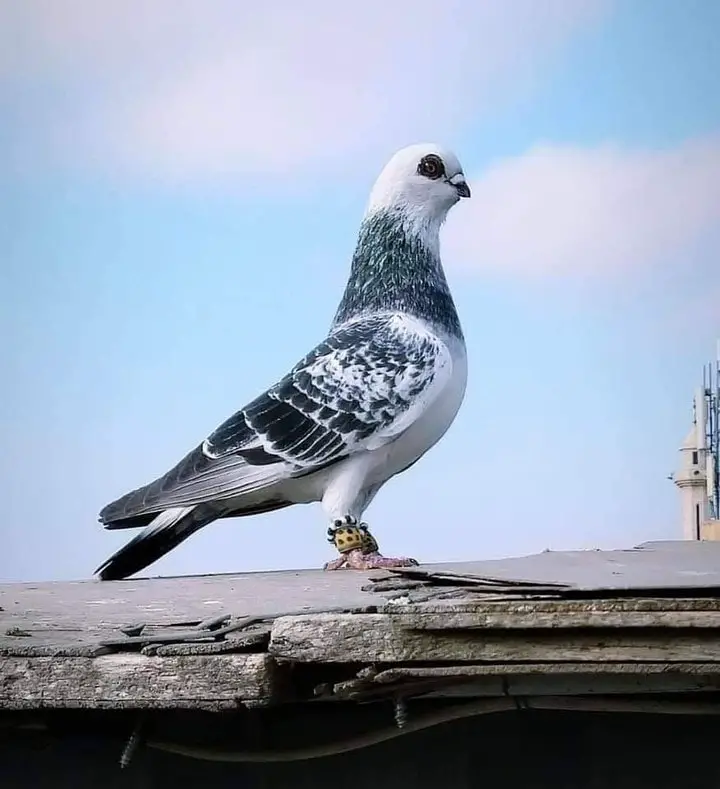 Tüm Güvercin Cinsleri, Özellikleri, Fotoğrafları, Videoları +En Güzel & Pahalı