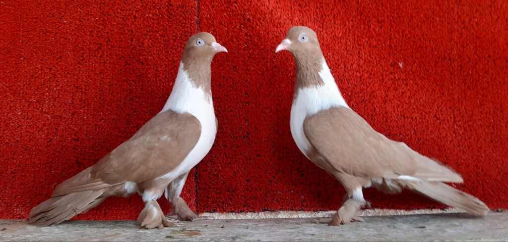 Tüm Güvercin Cinsleri, Özellikleri, Fotoğrafları, Videoları +En Güzel & Pahalı