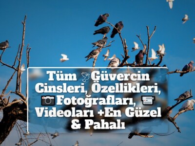 Tüm Güvercin Cinsleri, Özellikleri, Fotoğrafları, Videoları +En Güzel & Pahalı