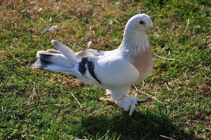 Türkiye’deki Güvercin Türleri, Özellikleri +Fotoğrafları, İllere Göre, Evcil