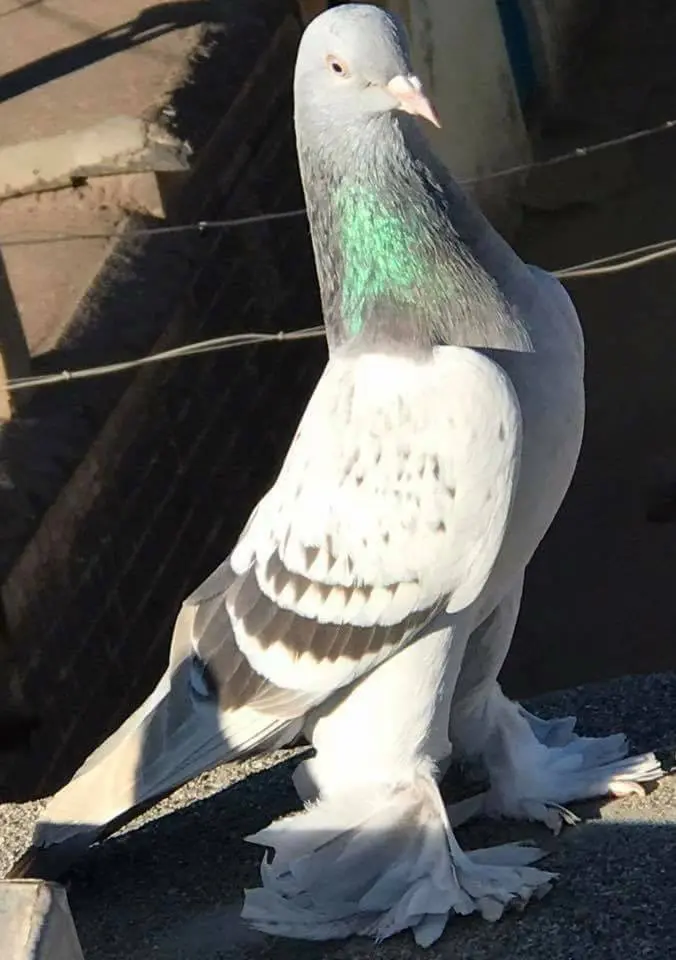 Türkiye’deki Güvercin Türleri, Özellikleri +Fotoğrafları, İllere Göre, Evcil
