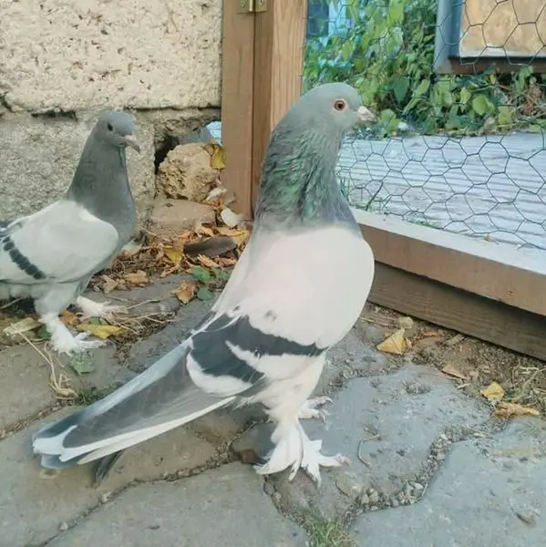 Türkiye’deki Güvercin Türleri, Özellikleri +Fotoğrafları, İllere Göre, Evcil