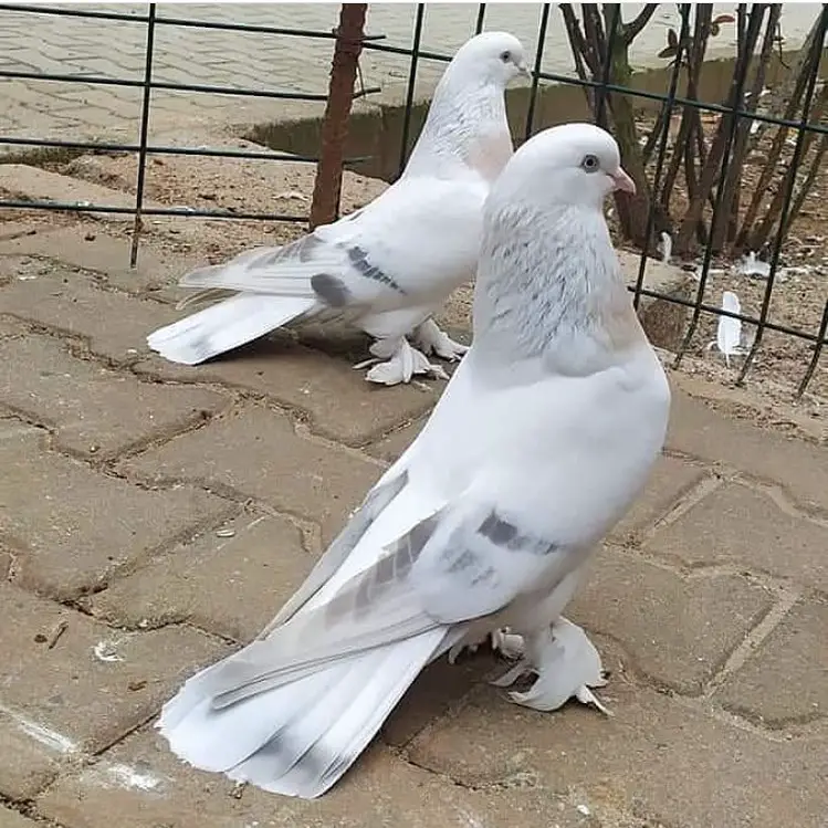 Türkiye’deki Güvercin Türleri, Özellikleri +Fotoğrafları, İllere Göre, Evcil