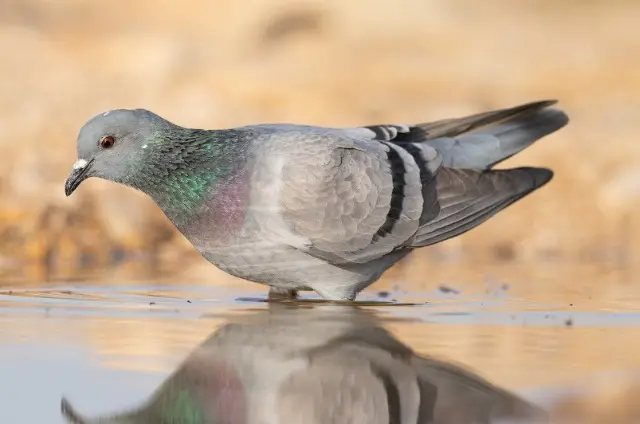 Türkiye’deki Güvercin Türleri, Özellikleri +Fotoğrafları, İllere Göre, Evcil