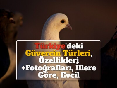 Türkiye’deki Güvercin Türleri, Özellikleri +Fotoğrafları, İllere Göre, Evcil