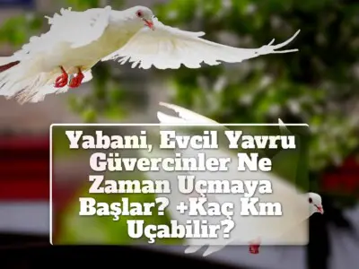 Yabani, Evcil Yavru Güvercinler Ne Zaman Uçmaya Başlar? +Kaç Km Uçabilir?