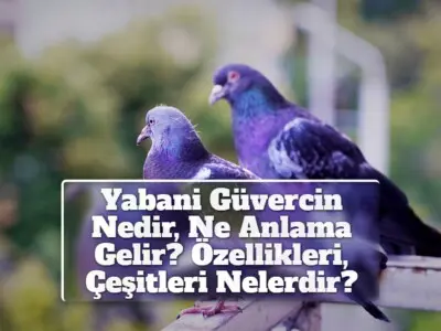 Yabani Güvercin Nedir, Ne Anlama Gelir? Özellikleri, Çeşitleri Nelerdir?