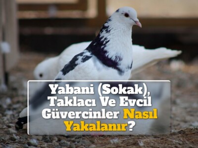 Yabani (Sokak), Taklacı Ve Evcil Güvercinler Nasıl Yakalanır?