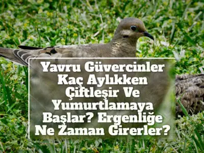 Yavru Güvercinler Kaç Aylıkken Çiftleşir Ve Yumurtlamaya Başlar? Ergenliğe Ne Zaman Girerler?