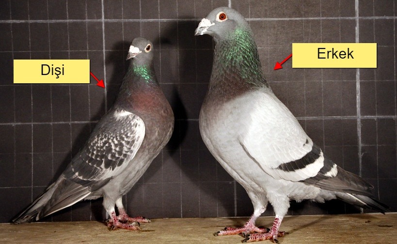 Yavru Ve Yetişkin Güvercinlerin Cinsiyeti (Erkek, Dişi Olduğu) Nasıl Anlaşılır? +Fotoğraflarla
