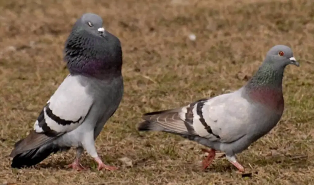 Yavru Ve Yetişkin Güvercinlerin Cinsiyeti (Erkek, Dişi Olduğu) Nasıl Anlaşılır? +Fotoğraflarla