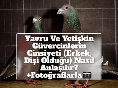 Yavru Ve Yetişkin Güvercinlerin Cinsiyeti (Erkek, Dişi Olduğu) Nasıl Anlaşılır? +Fotoğraflarla