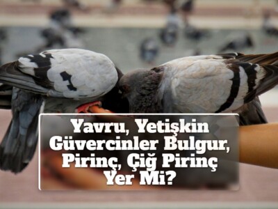 Yavru, Yetişkin Güvercinler Bulgur, Pirinç, Çiğ Pirinç Yer Mi?