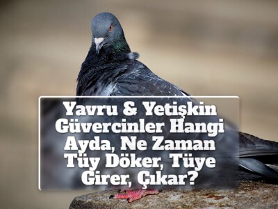 Yavru & Yetişkin Güvercinler Hangi Ayda, Ne Zaman Tüy Döker, Tüye Girer, Çıkar?