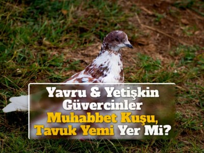 Yavru & Yetişkin Güvercinler Muhabbet Kuşu, Tavuk Yemi Yer Mi?