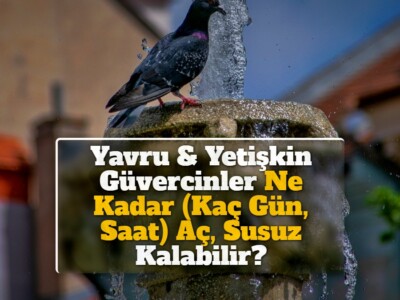 Yavru & Yetişkin Güvercinler Ne Kadar (Kaç Gün, Saat) Aç, Susuz Kalabilir?