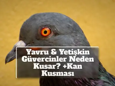 Yavru & Yetişkin Güvercinler Neden Kusar? +Kan Kusması