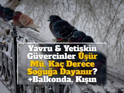 Yavru & Yetişkin Güvercinler Üşür Mü, Kaç Derece Soğuğa Dayanır? +Balkonda, Kışın