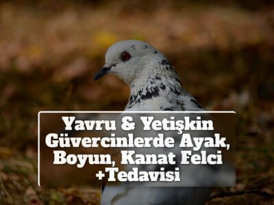 Yavru & Yetişkin Güvercinlerde Ayak, Boyun, Kanat Felci +Tedavisi