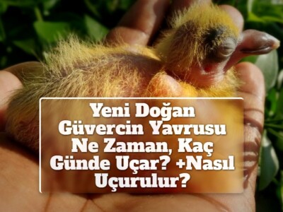 Yeni Doğan Güvercin Yavrusu Ne Zaman, Kaç Günde Uçar? +Nasıl Uçurulur? +Bantlama