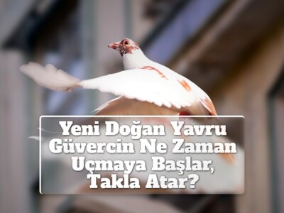 Yeni Doğan Yavru Güvercin Ne Zaman Uçmaya Başlar, Takla Atar?