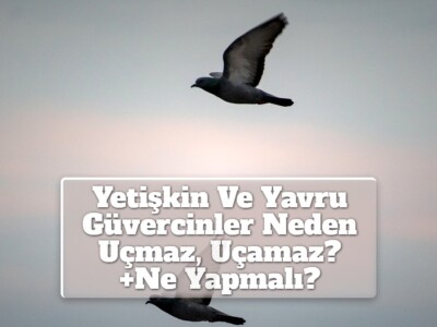 Yetişkin Ve Yavru Güvercinler Neden Uçmaz, Uçamaz? +Ne Yapmalı?