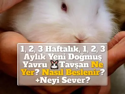 1, 2, 3 Haftalık, 1, 2, 3 Aylık Yeni Doğmuş Yavru Tavşan Ne Yer? Nasıl Beslenir? +Neyi Sever?