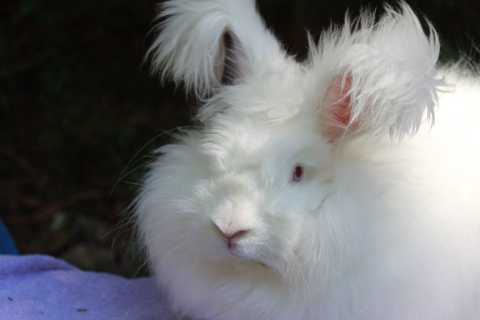 Angora (Ankara) Tavşanı +Tüm Özellikleri, Renkleri, Fotoğrafları, Tüyü/Yünü, Ne İle Beslenir?, Yavru Sayısı, Fiyat