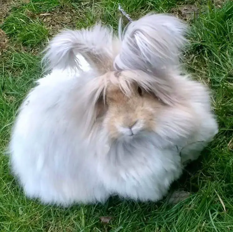 Angora (Ankara) Tavşanı +Tüm Özellikleri, Renkleri, Fotoğrafları, Tüyü/Yünü, Ne İle Beslenir?, Yavru Sayısı, Fiyat