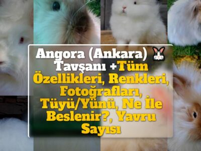 Angora (Ankara) Tavşanı +Tüm Özellikleri, Renkleri, Fotoğrafları, Tüyü/Yünü, Ne İle Beslenir?, Yavru Sayısı, Fiyat