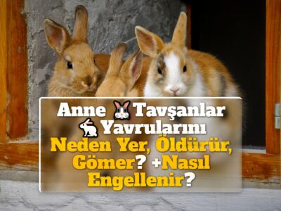 Anne Tavşanlar Yavrularını Neden Yer, Öldürür, Gömer? +Nasıl Engellenir?