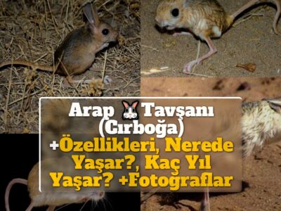 Arap Tavşanı (Cırboğa) +Özellikleri, Nerede Yaşar?, Kaç Yıl Yaşar? +Fotoğraflar