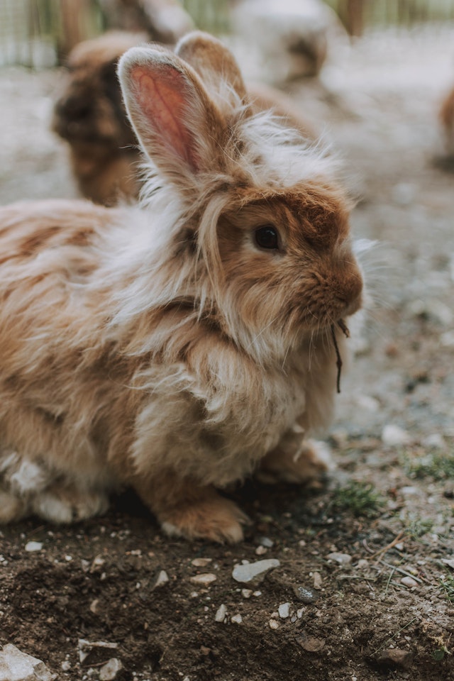 Aslanbaş Tavşanı (Lionhead) +Tüm Özellikleri, Renkleri, Fotoğrafları, Ne İle Beslenir?, Yavru Sayısı, Fiyat
