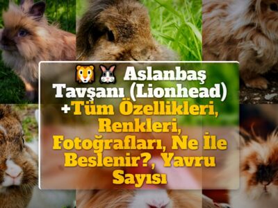 Aslanbaş Tavşanı (Lionhead) +Tüm Özellikleri, Renkleri, Fotoğrafları, Ne İle Beslenir?, Yavru Sayısı, Fiyat