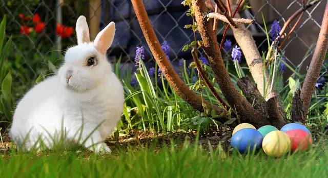 Beyaz, Siyah, Büyük, Küçük, Yavru, Dünyanın En Güzel Tavşanları, Özel Fotoğrafları
