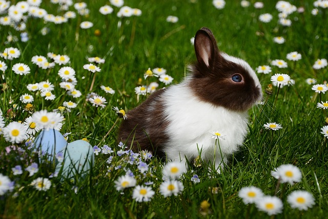 Beyaz, Siyah, Büyük, Küçük, Yavru, Dünyanın En Güzel Tavşanları, Özel Fotoğrafları