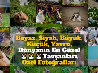 Beyaz, Siyah, Büyük, Küçük, Yavru, Dünyanın En Güzel Tavşanları, Özel Fotoğrafları