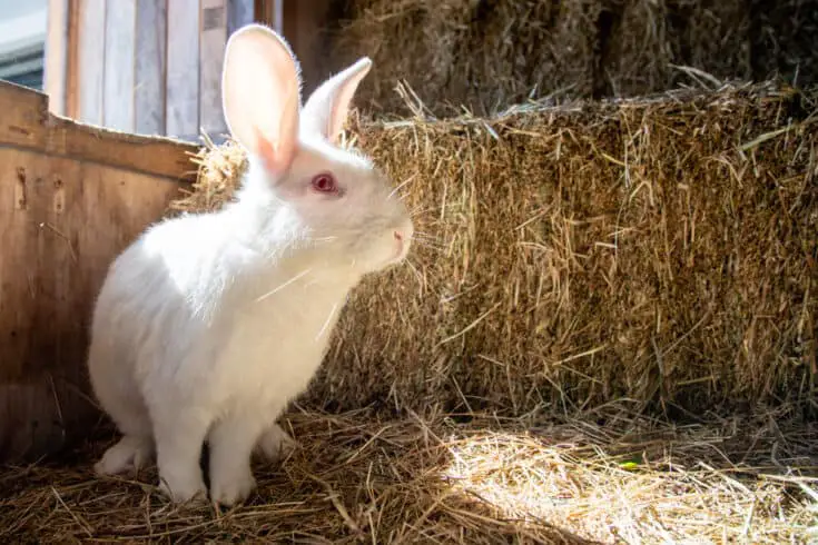 Beyaz Tavşanlar: Cinsleri, Fotoğrafları, Videoları, Özellikleri +Albino