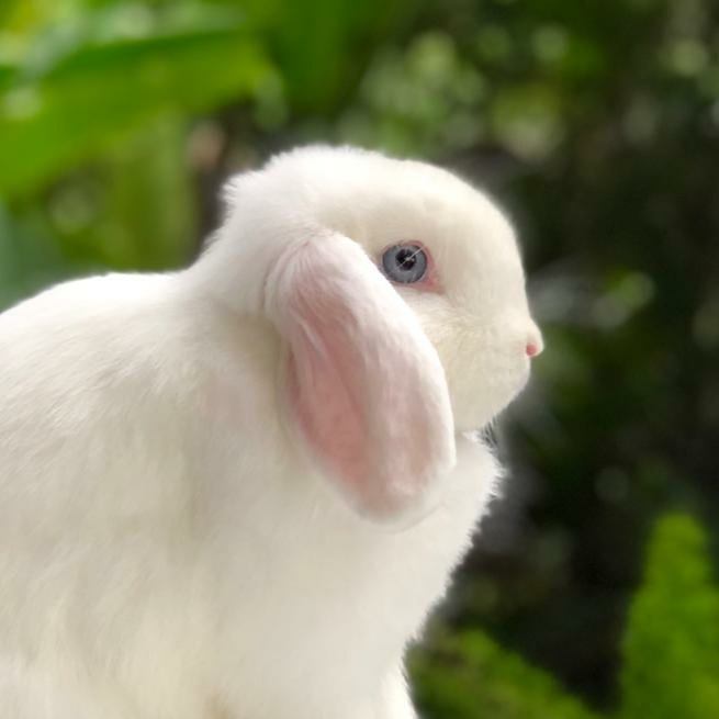 Beyaz Tavşanlar: Cinsleri, Fotoğrafları, Videoları, Özellikleri +Albino