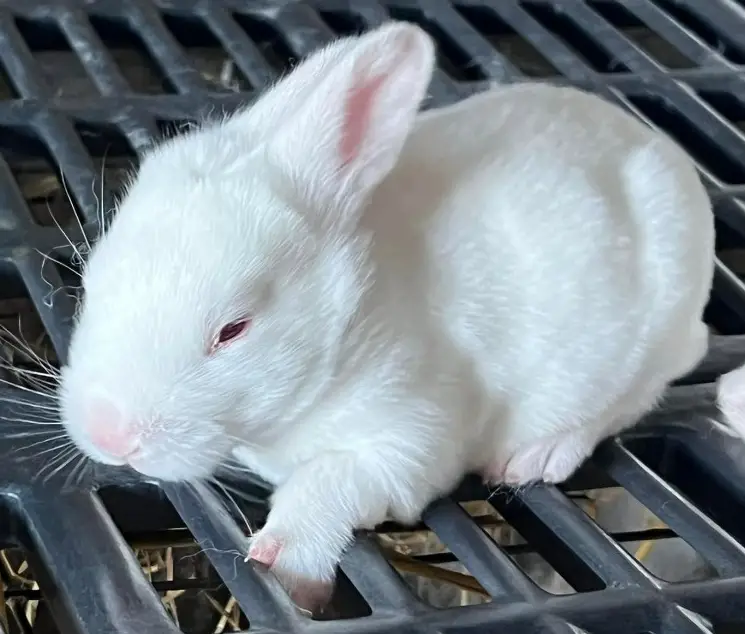 Beyaz Tavşanlar: Cinsleri, Fotoğrafları, Videoları, Özellikleri +Albino