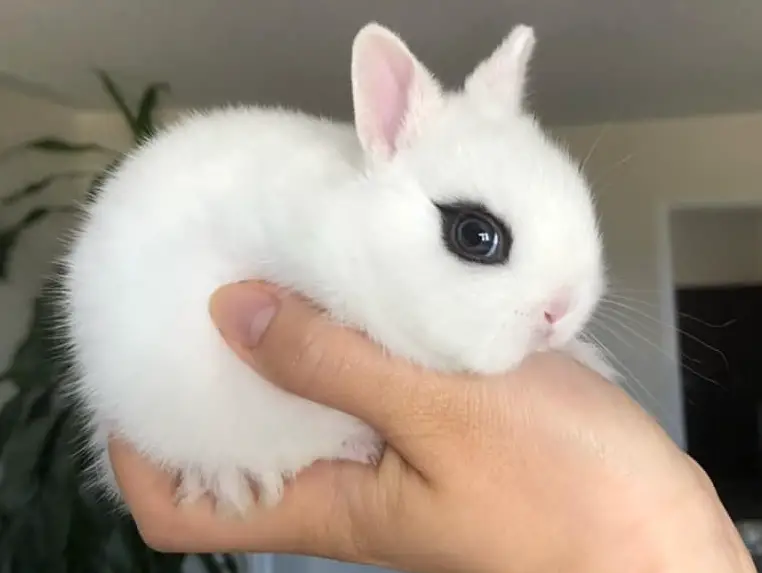 Beyaz Tavşanlar: Cinsleri, Fotoğrafları, Videoları, Özellikleri +Albino