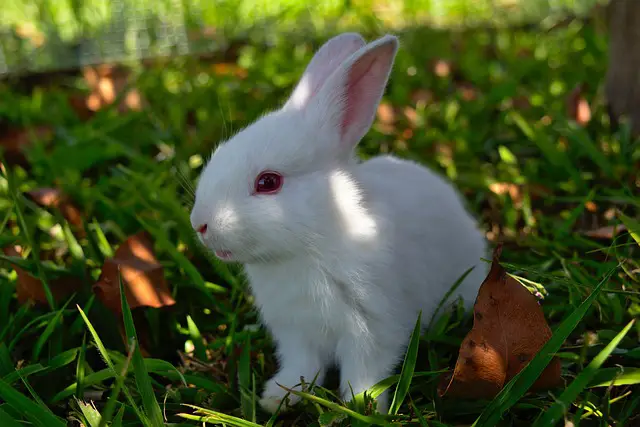 Beyaz Tavşanlar: Cinsleri, Fotoğrafları, Videoları, Özellikleri +Albino